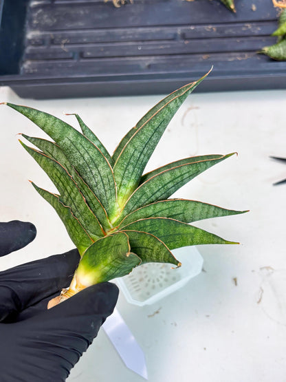 Sansevieria Ao77 (Ha4) (7) | Hybrid Snake Plant
