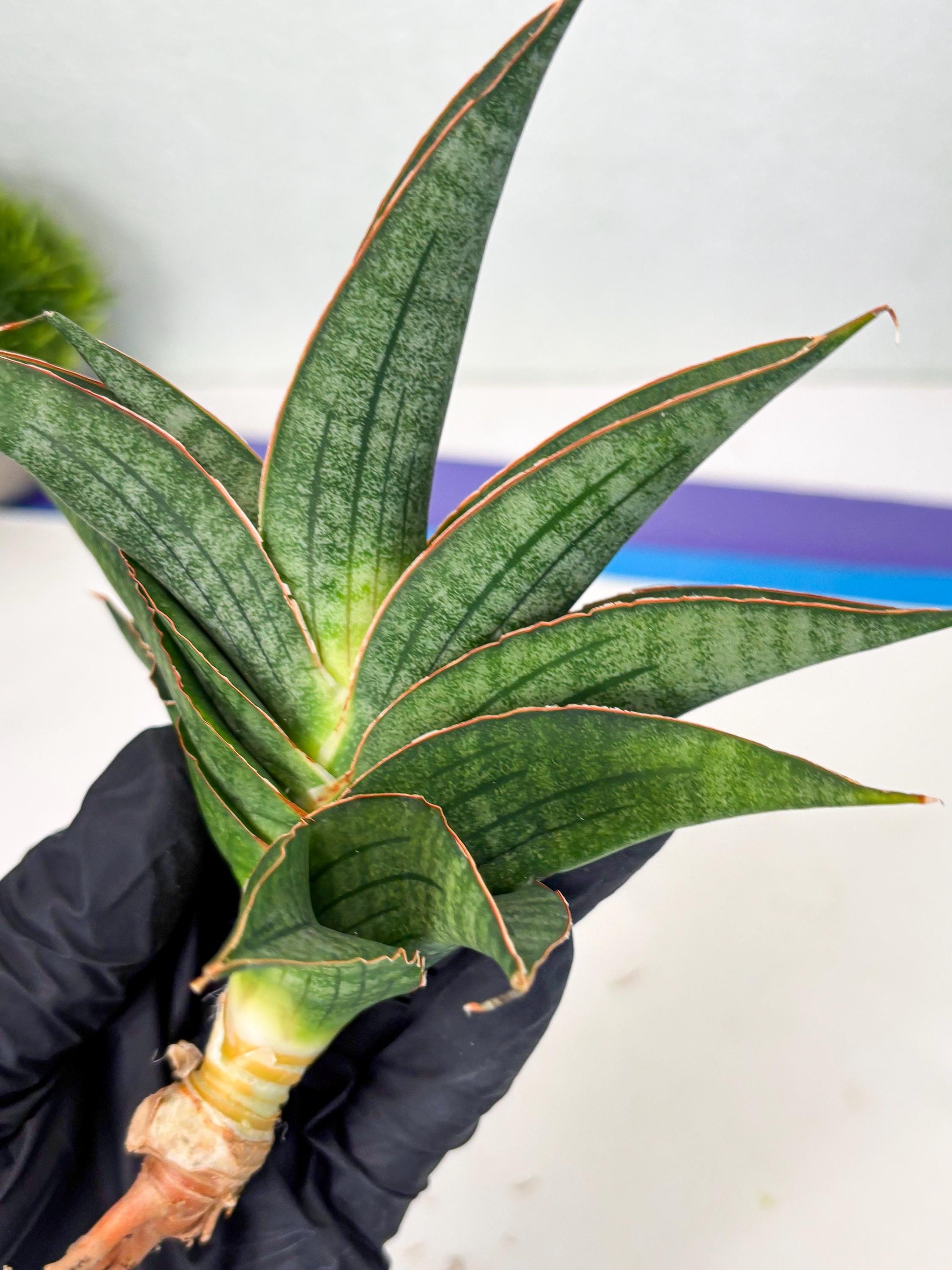 Sansevieria Ao77 (Ha4) (7) | Hybrid Snake Plant