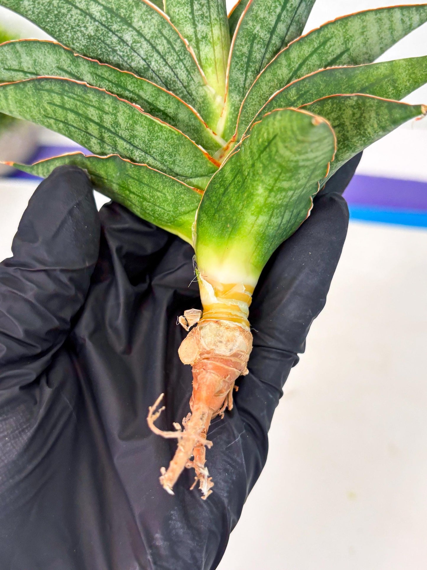 Sansevieria Ao77 (Ha4) (7) | Hybrid Snake Plant