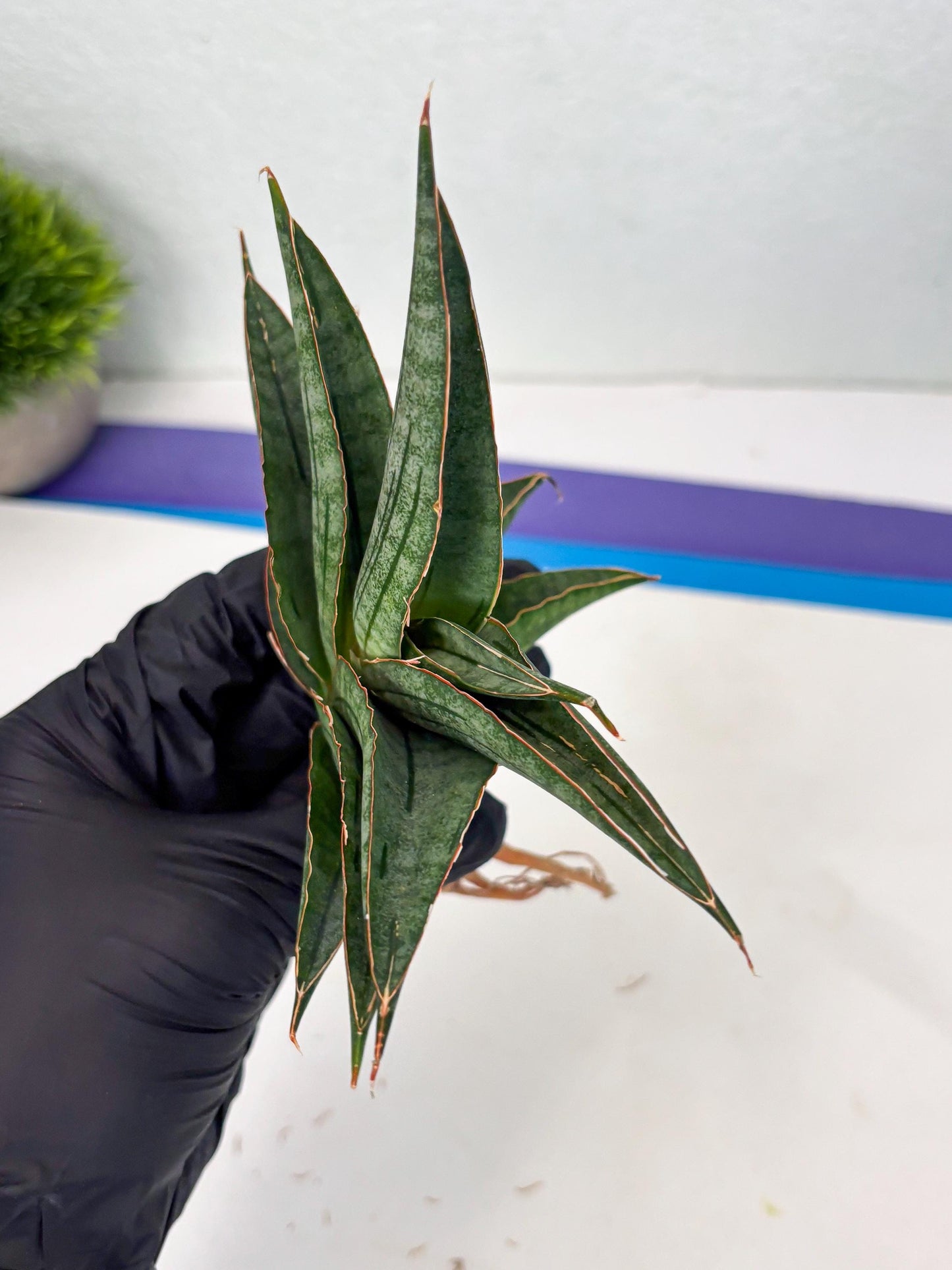 Sansevieria Ao77 (Ha4) (7) | Hybrid Snake Plant