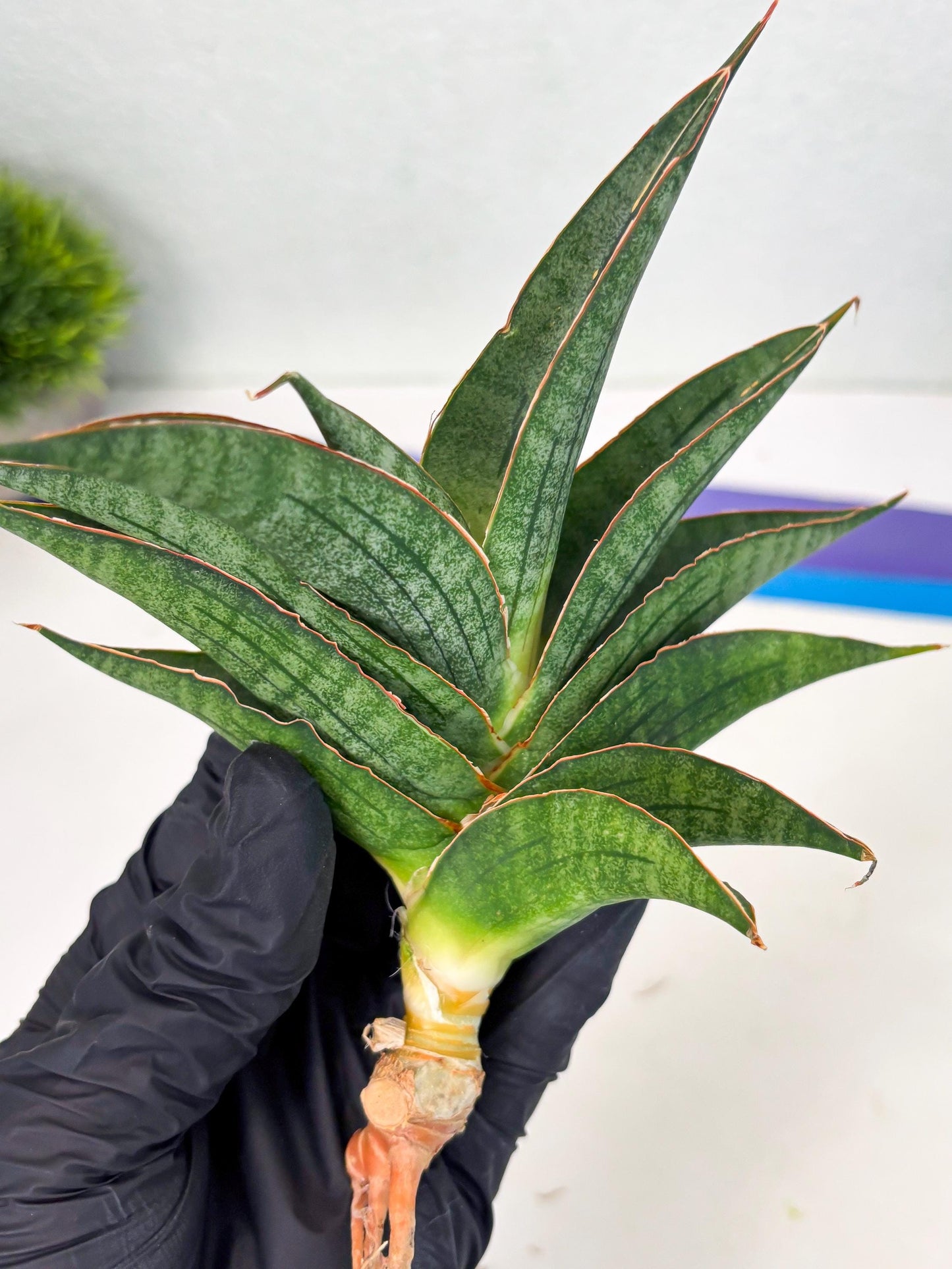 Sansevieria Ao77 (Ha4) (7) | Hybrid Snake Plant