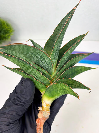 Sansevieria Ao77 (Ha4) (7) | Hybrid Snake Plant