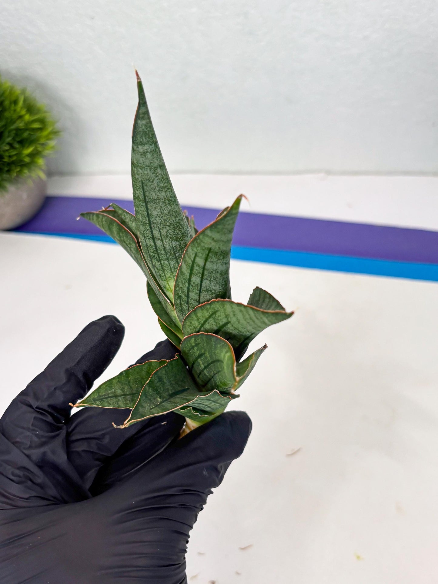 Sansevieria Ao77 (Ha4) (7) | Hybrid Snake Plant