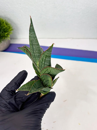 Sansevieria Ao77 (Ha4) (7) | Hybrid Snake Plant