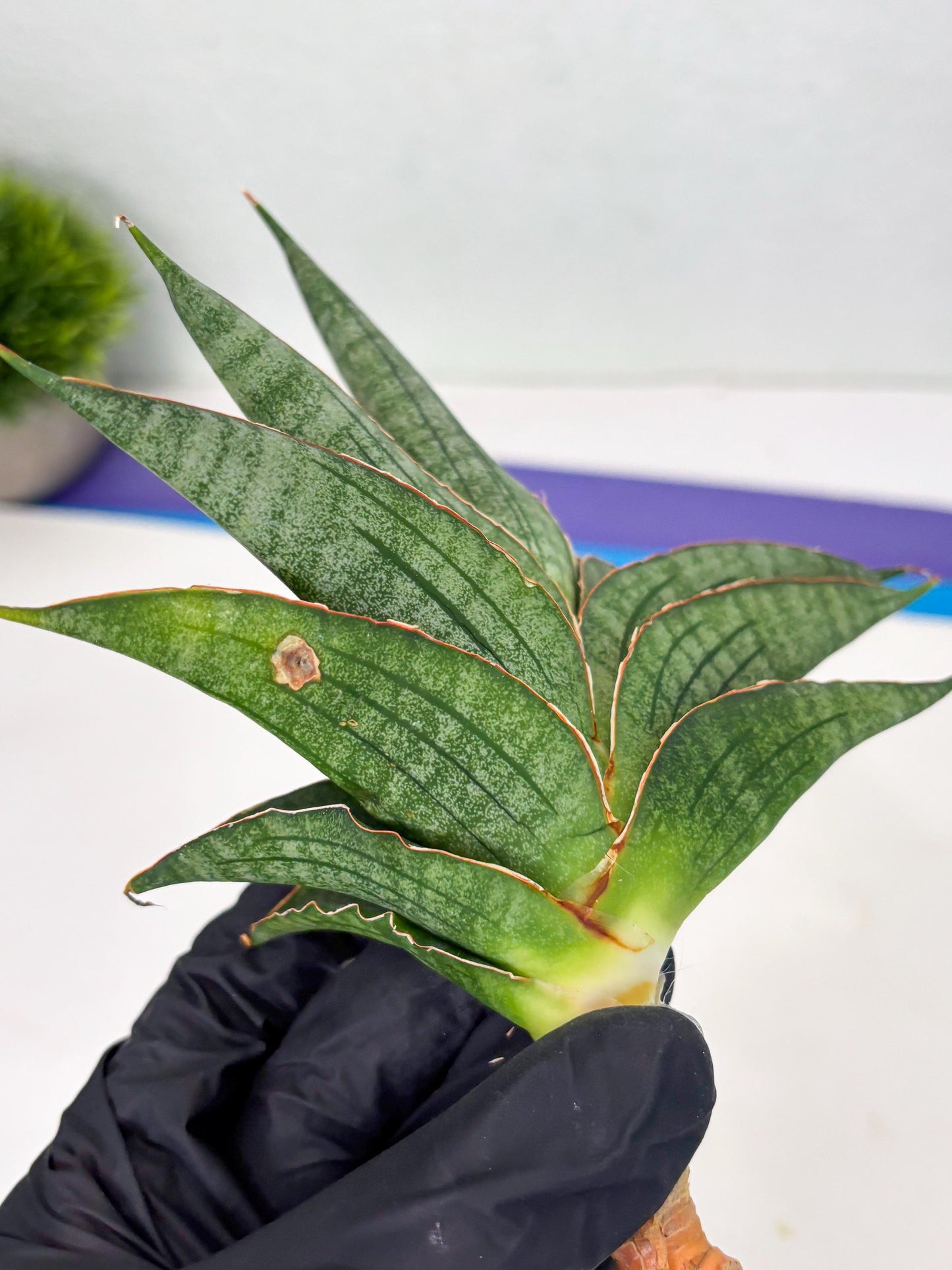 Sansevieria Ao77 (Ha4) (7) | Hybrid Snake Plant
