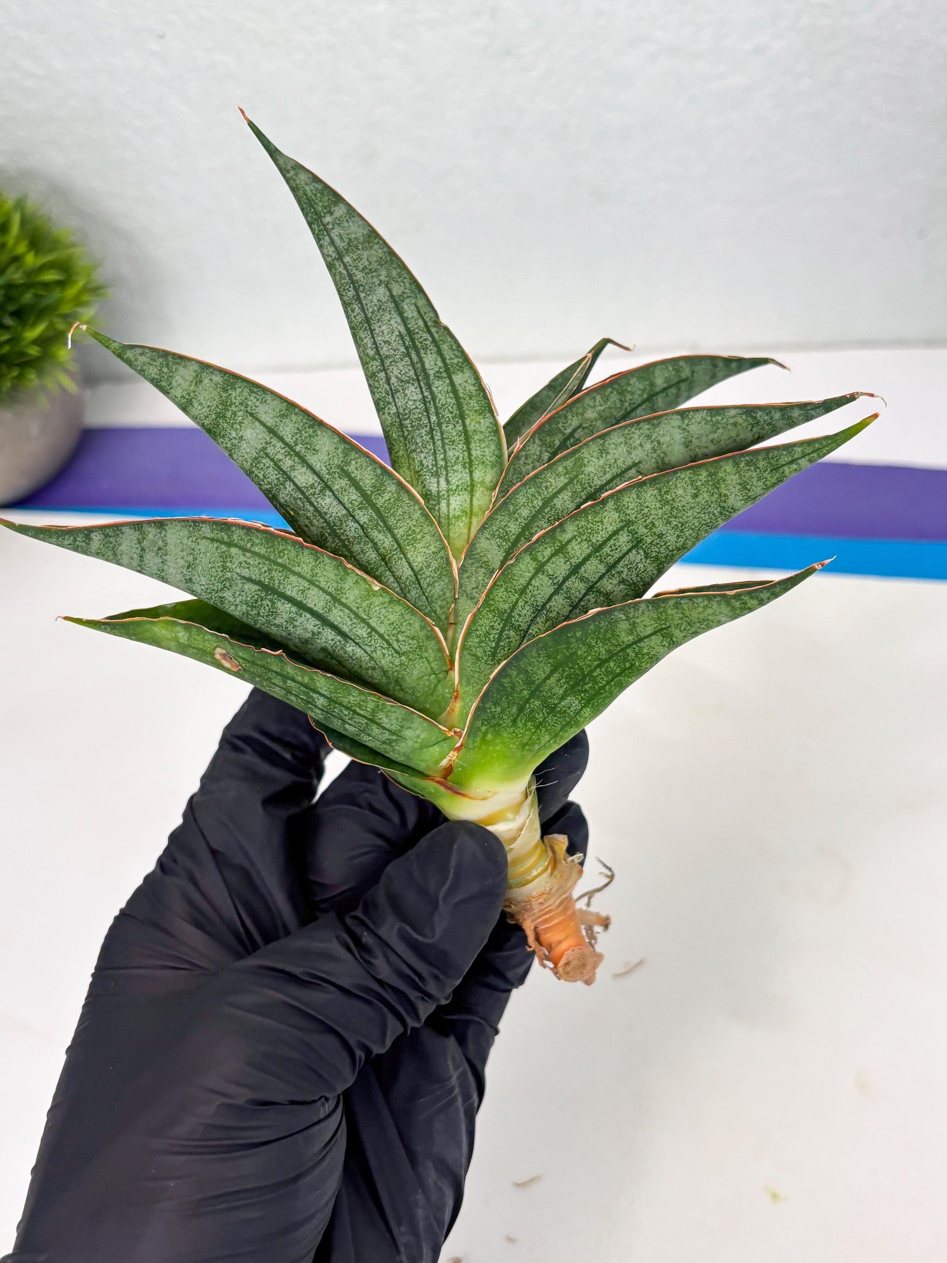 Sansevieria Ao77 (Ha4) (7) | Hybrid Snake Plant