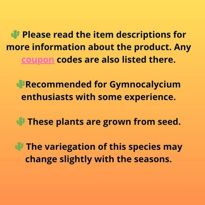 Starter Plants!! Gymnocalycium Inermis Cristata | (gy10) (g4)