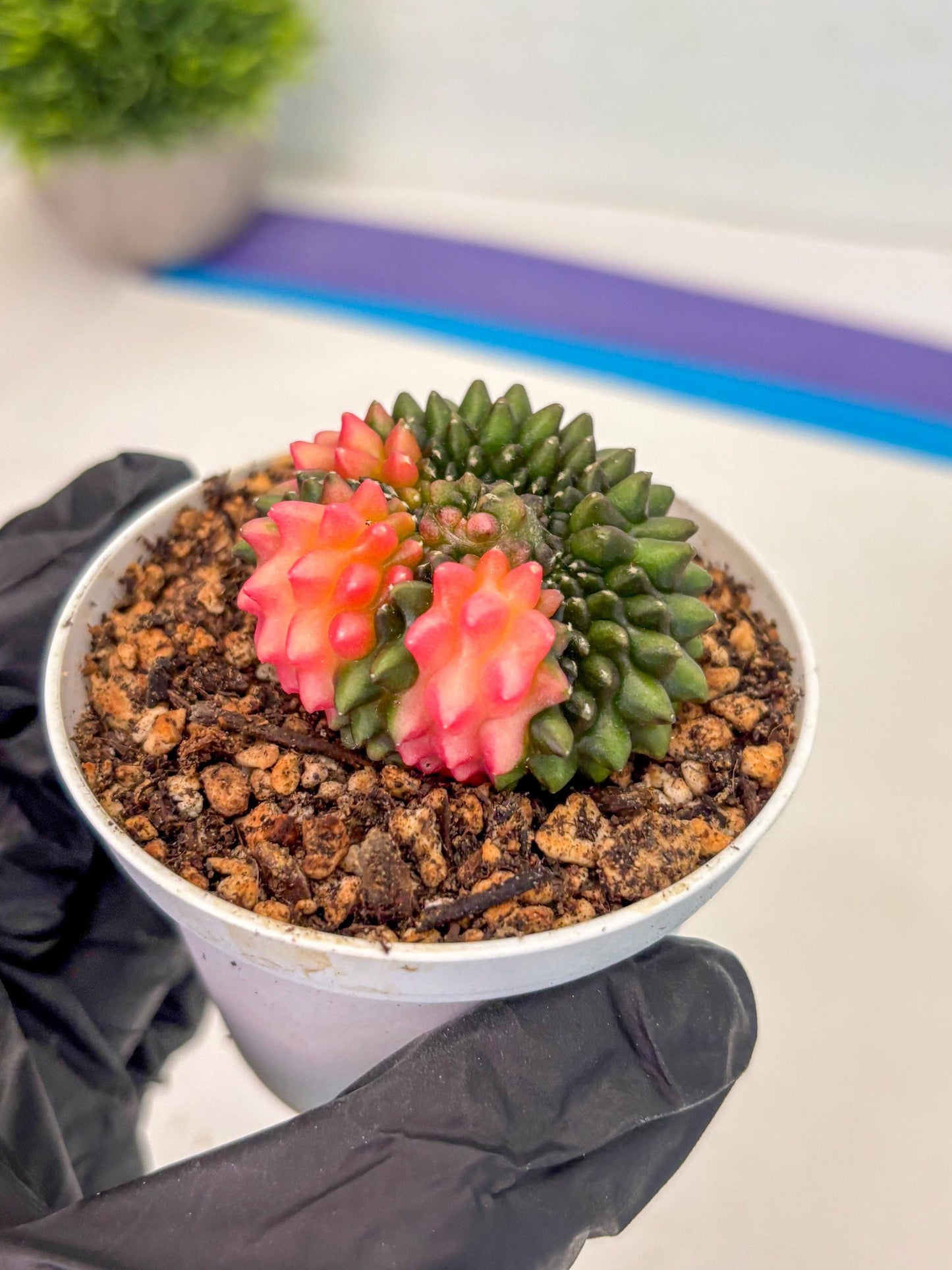 Gymnocalycium Inermis Cristata (gy9) (y1) | For Advanced Grower!