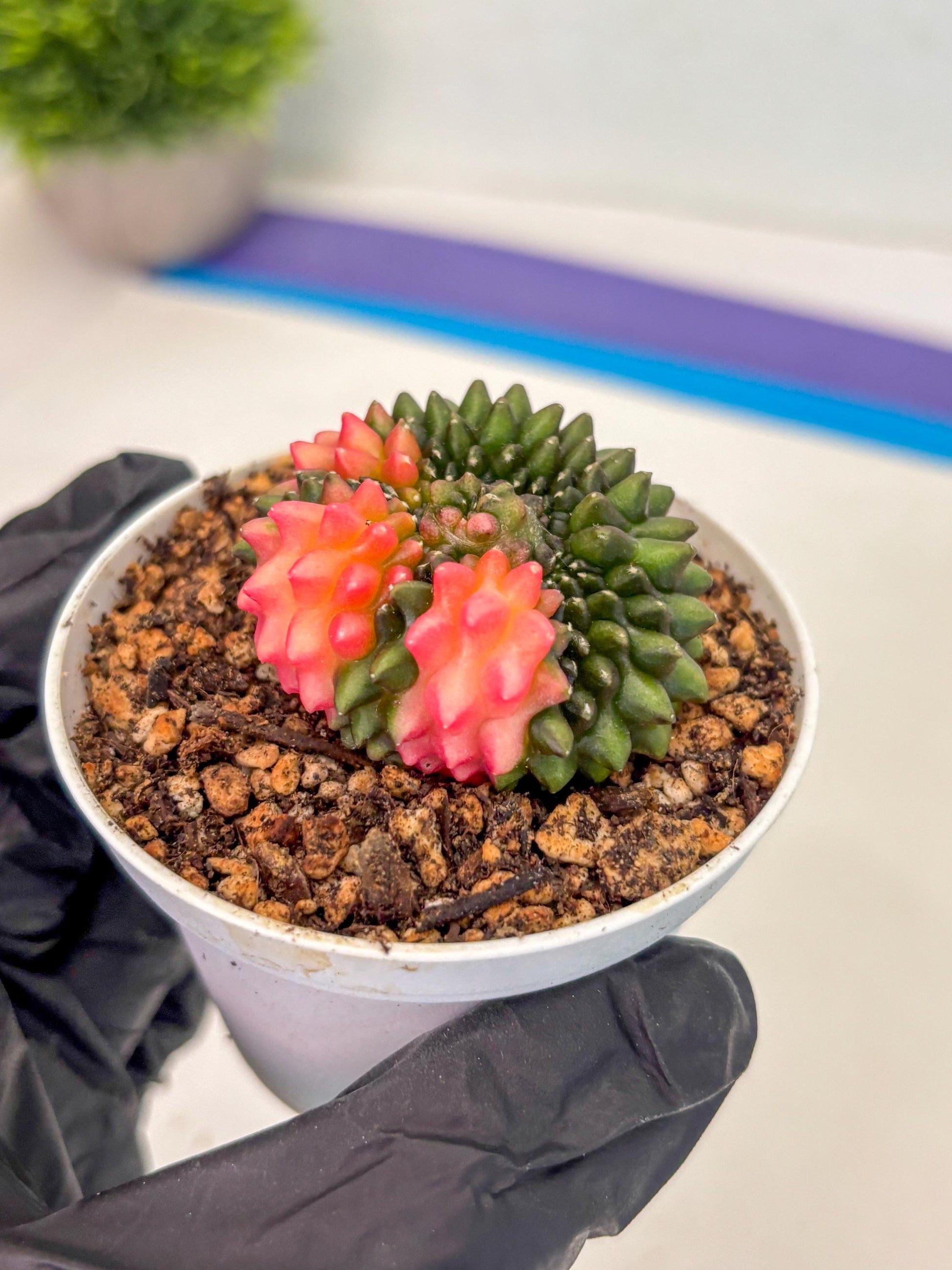 Gymnocalycium Inermis Cristata (gy9) (y1) | For Advanced Grower!
