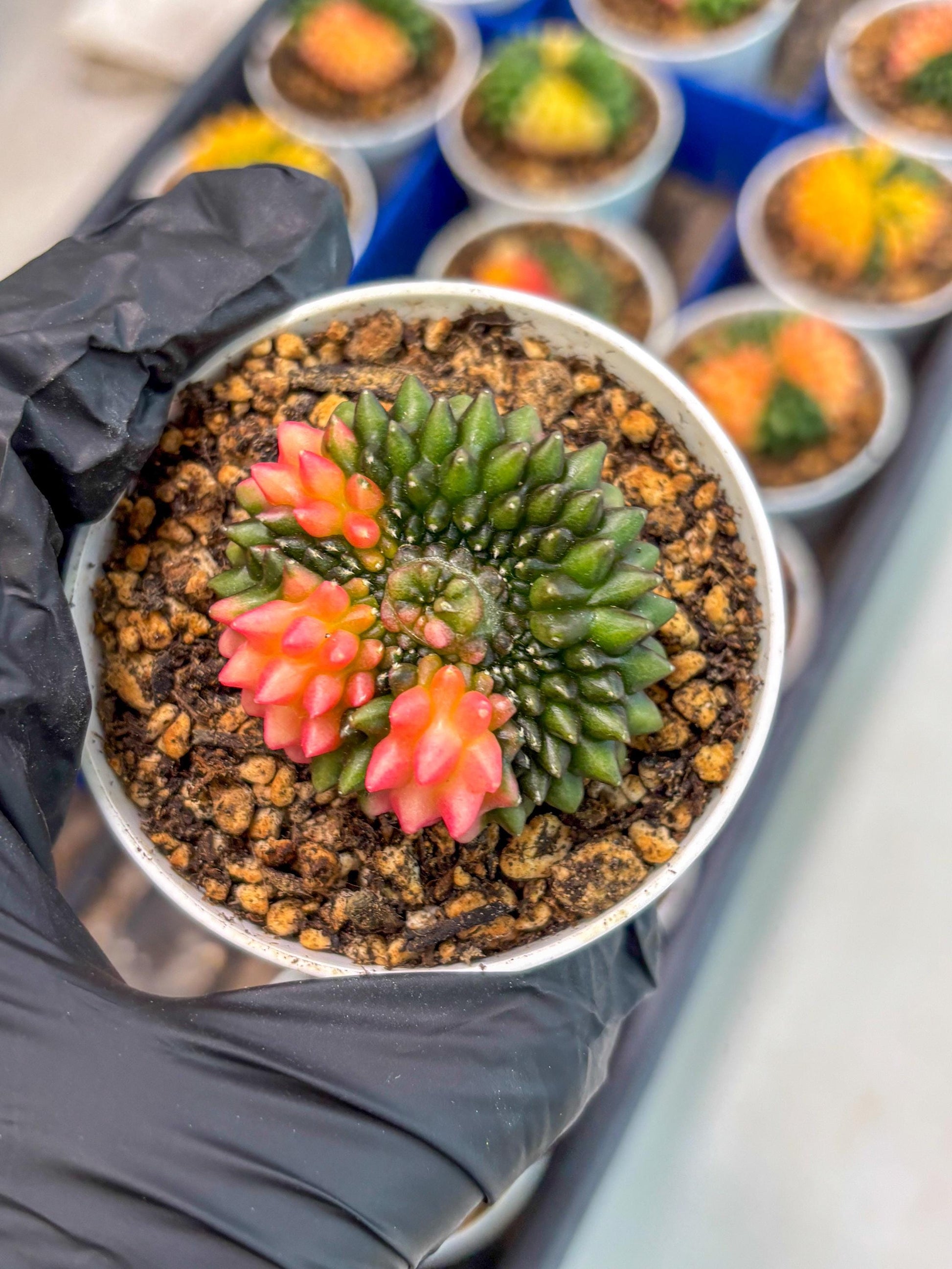 Gymnocalycium Inermis Cristata (gy9) (y1) | For Advanced Grower!