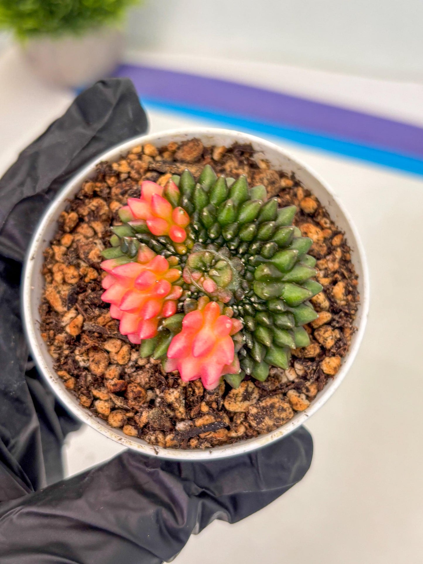 Gymnocalycium Inermis Cristata (gy9) (y1) | For Advanced Grower!