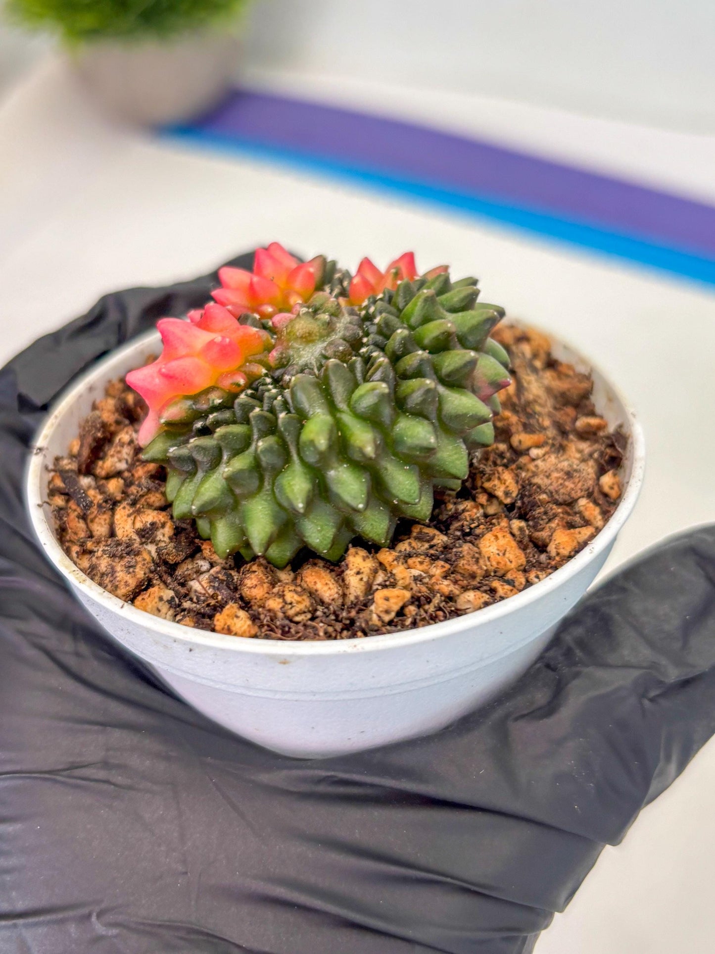 Gymnocalycium Inermis Cristata (gy9) (y1) | For Advanced Grower!