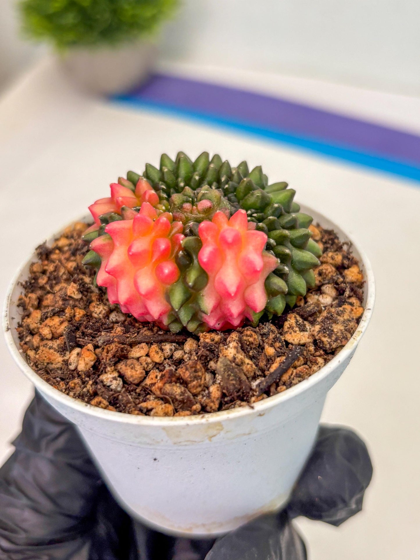 Gymnocalycium Inermis Cristata (gy9) (y1) | For Advanced Grower!