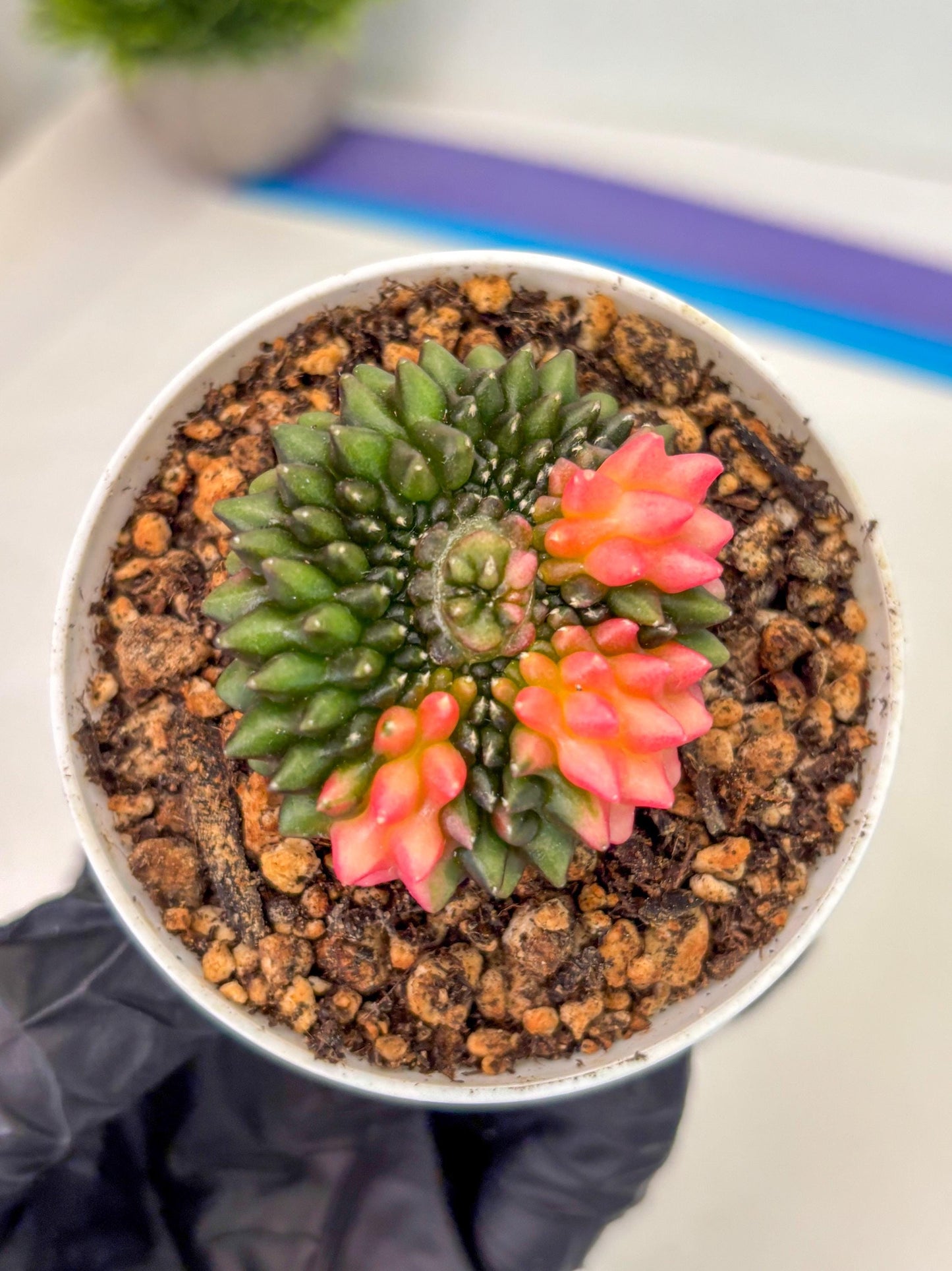 Gymnocalycium Inermis Cristata (gy9) (y1) | For Advanced Grower!