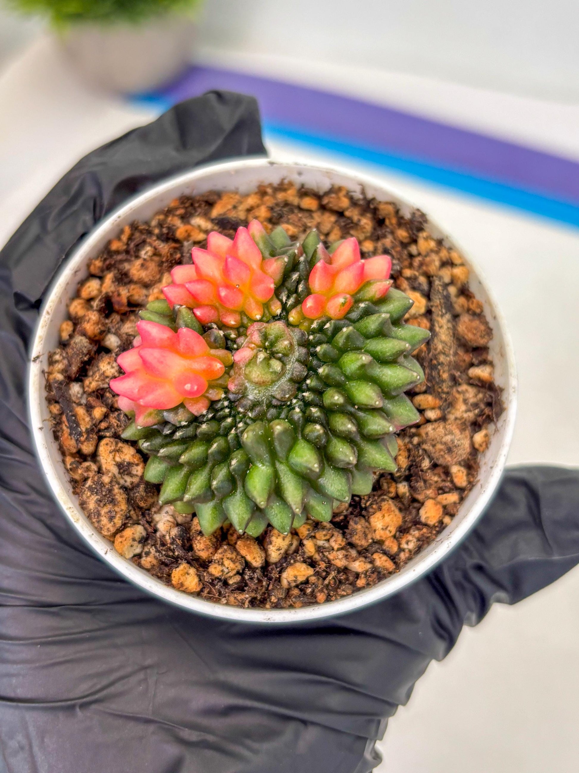 Gymnocalycium Inermis Cristata (gy9) (y1) | For Advanced Grower!