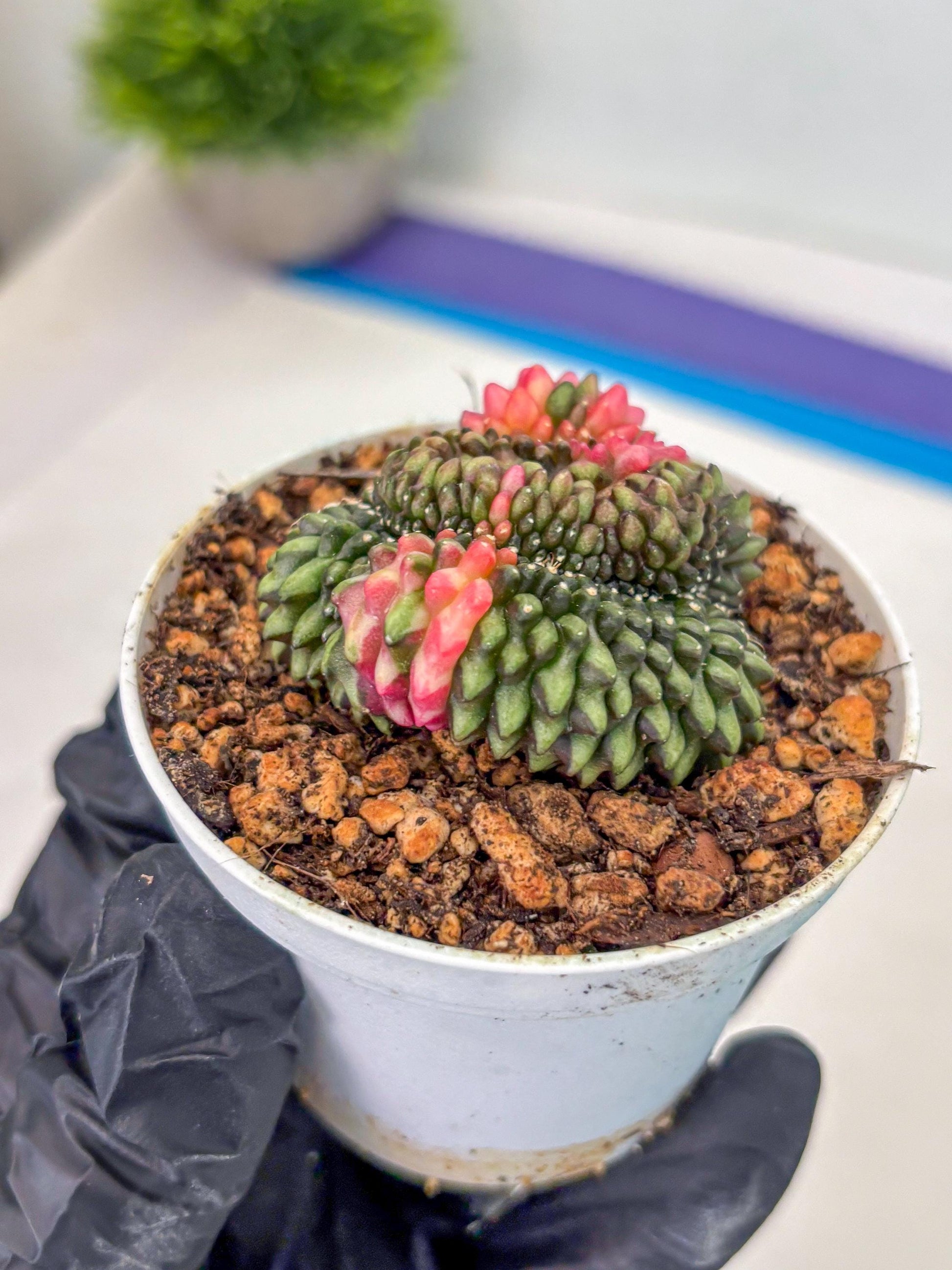 Gymnocalycium Inermis Cristata (gy9) (g1) | For Advanced Grower!