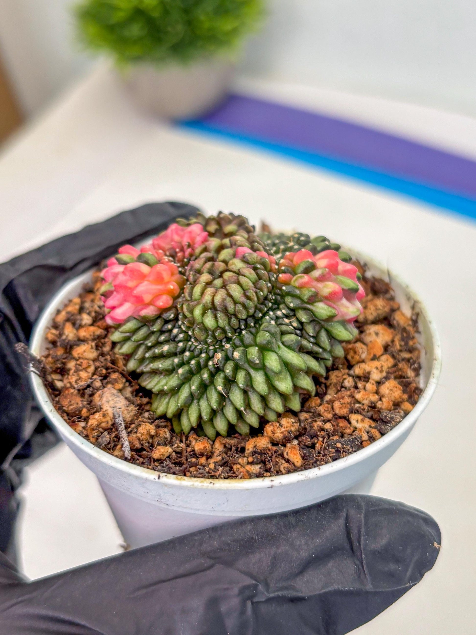 Gymnocalycium Inermis Cristata (gy9) (g1) | For Advanced Grower!