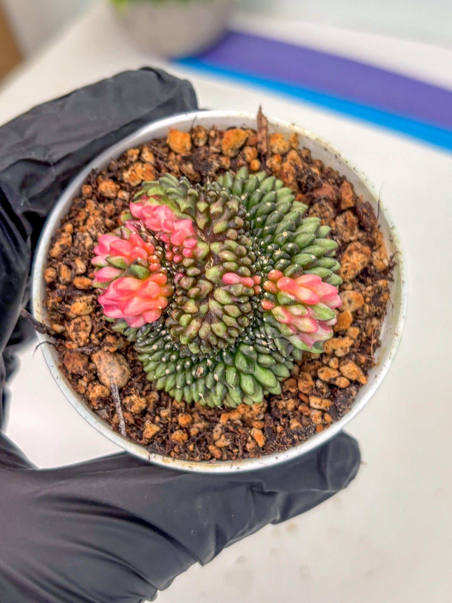 Gymnocalycium Inermis Cristata (gy9) (g1) | For Advanced Grower!