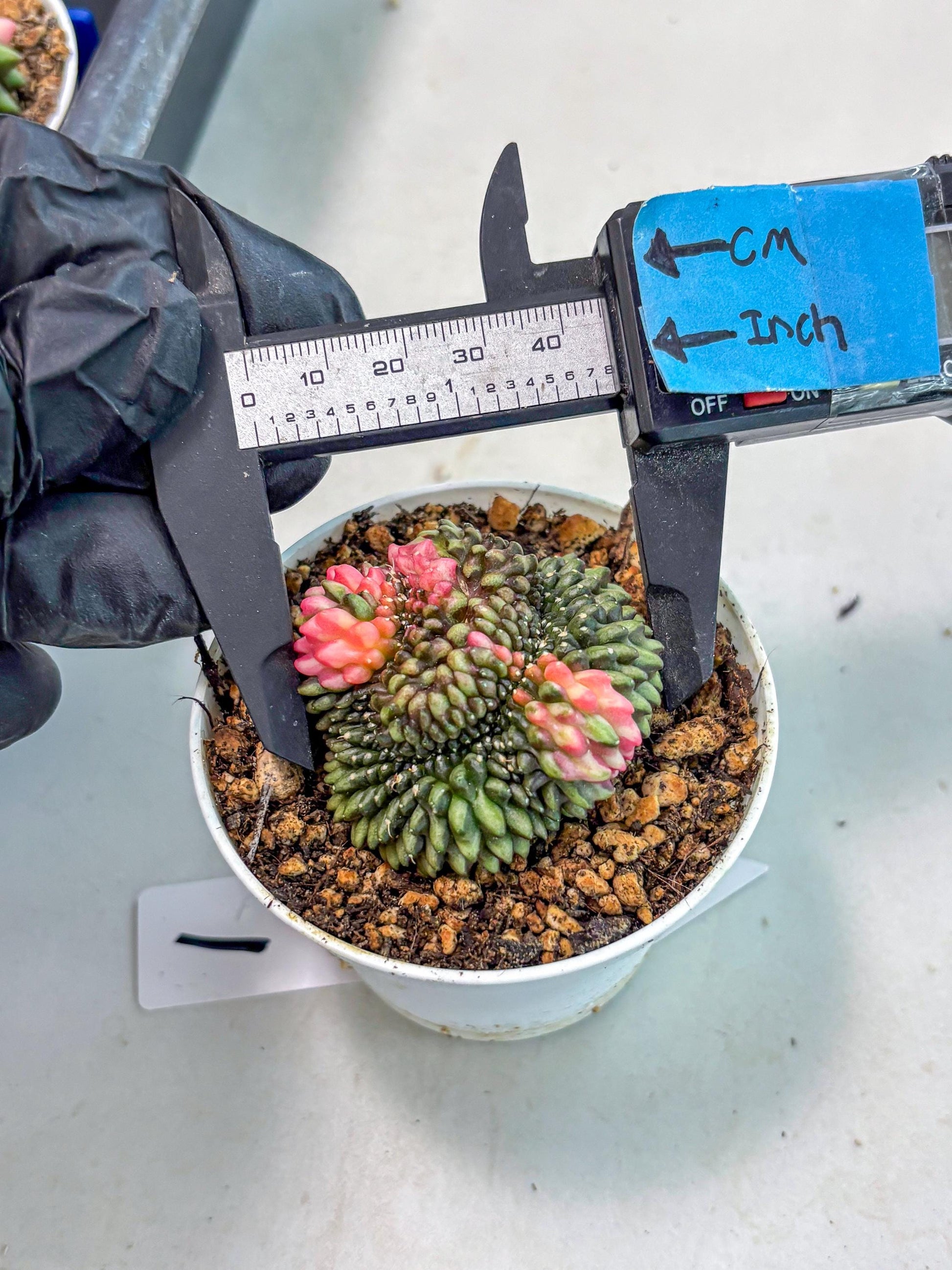 Gymnocalycium Inermis Cristata (gy9) (g1) | For Advanced Grower!