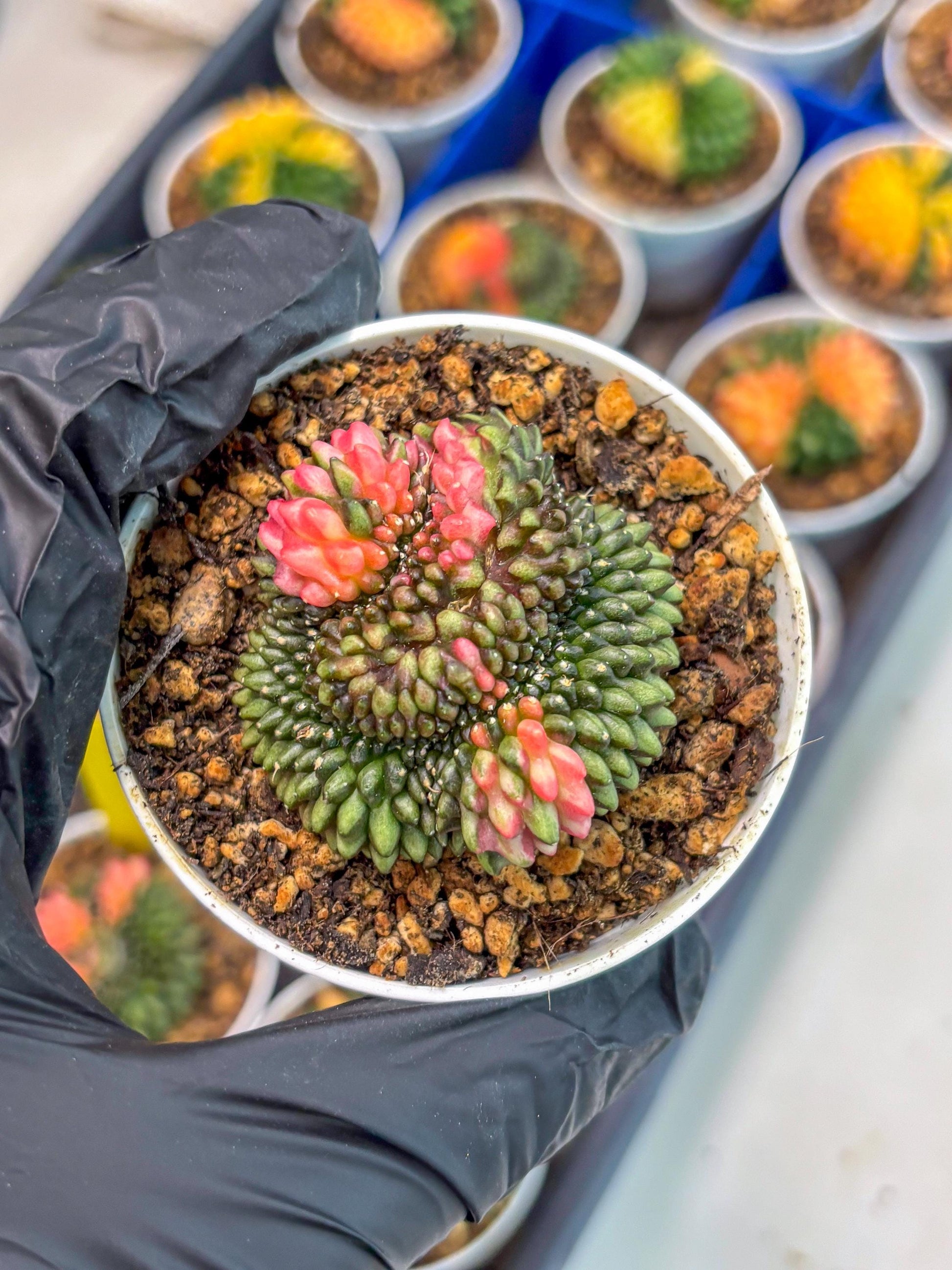 Gymnocalycium Inermis Cristata (gy9) (g1) | For Advanced Grower!