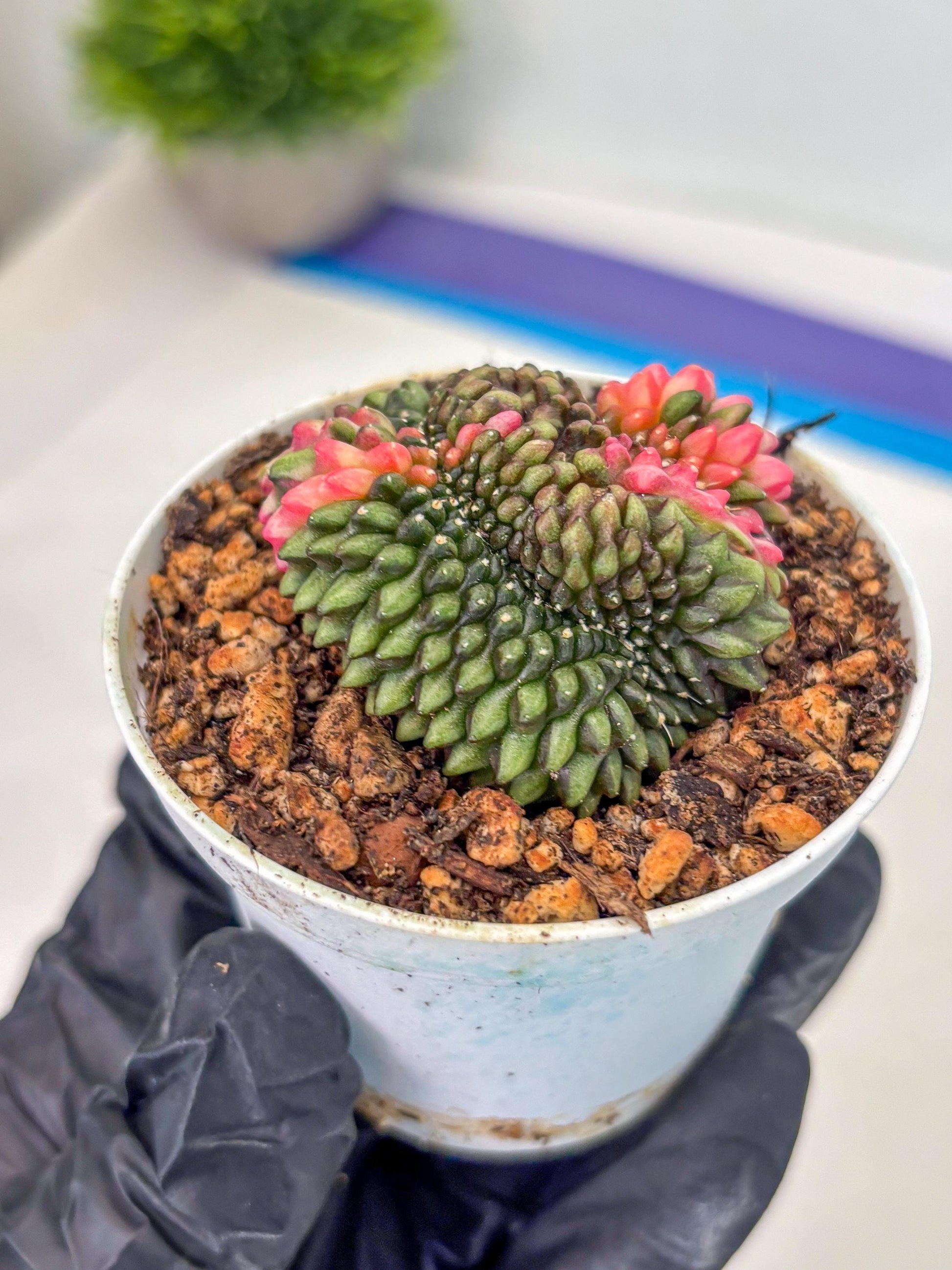 Gymnocalycium Inermis Cristata (gy9) (g1) | For Advanced Grower!