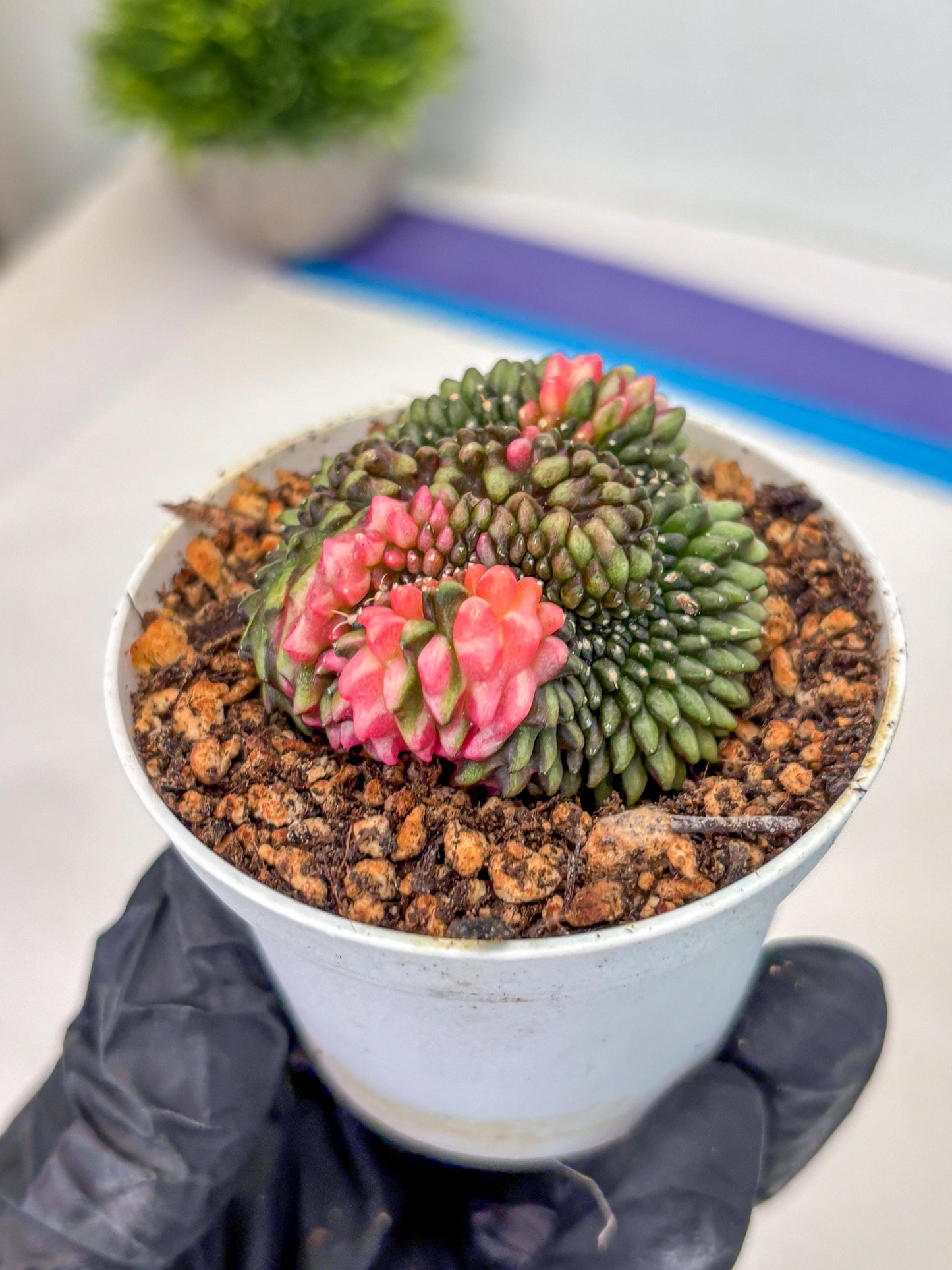 Gymnocalycium Inermis Cristata (gy9) (g1) | For Advanced Grower!