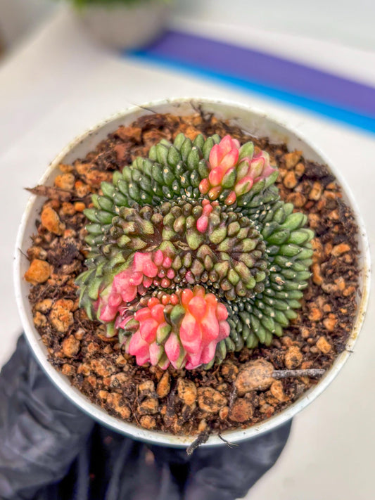Gymnocalycium Inermis Cristata (gy9) (g1) | For Advanced Grower!