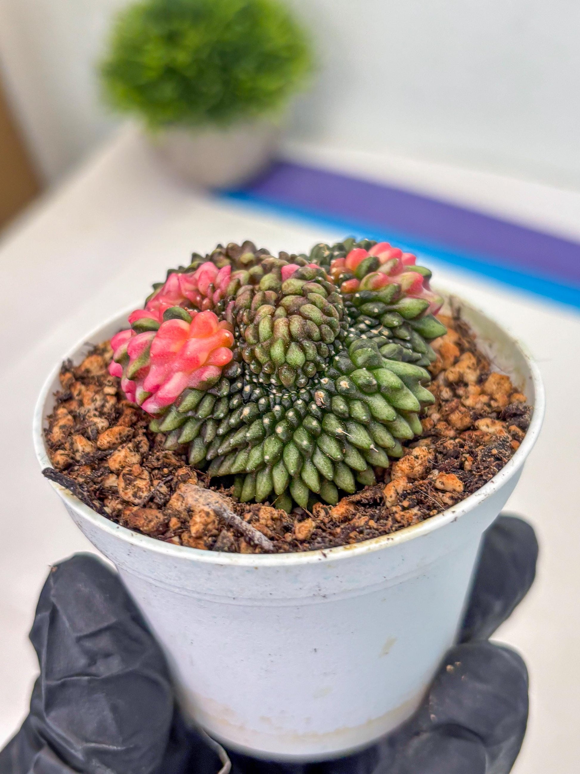 Gymnocalycium Inermis Cristata (gy9) (g1) | For Advanced Grower!