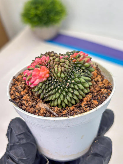 Gymnocalycium Inermis Cristata (gy9) (g1) | For Advanced Grower!