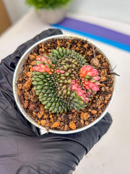 Gymnocalycium Inermis Cristata (gy9) (g1) | For Advanced Grower!