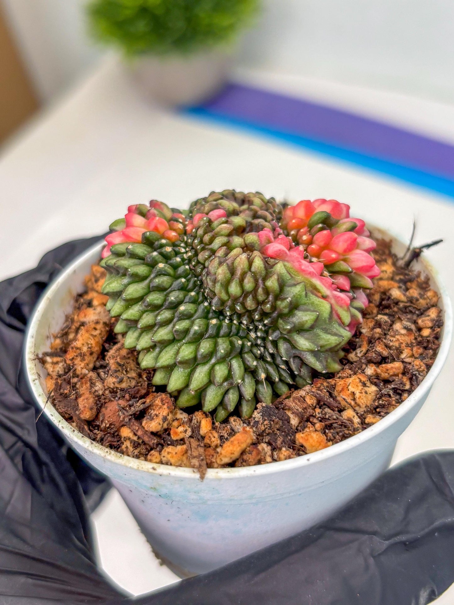 Gymnocalycium Inermis Cristata (gy9) (g1) | For Advanced Grower!