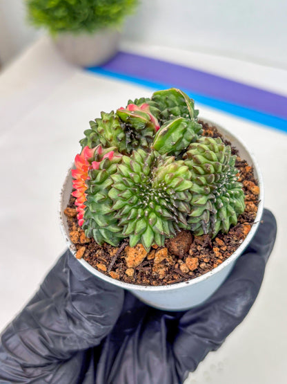 Gymnocalycium Inermis Cristata (gy9) (g3) | For Advanced Grower!