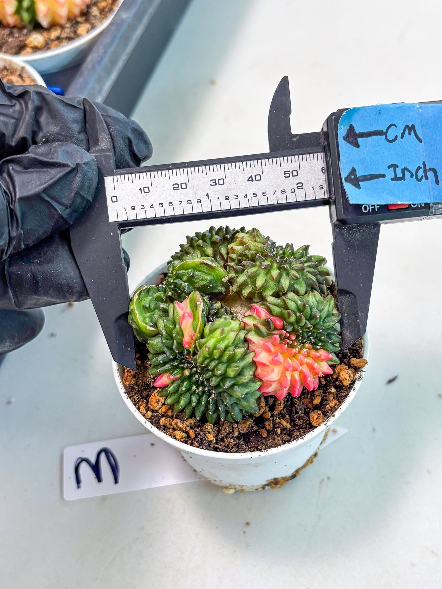 Gymnocalycium Inermis Cristata (gy9) (g3) | For Advanced Grower!