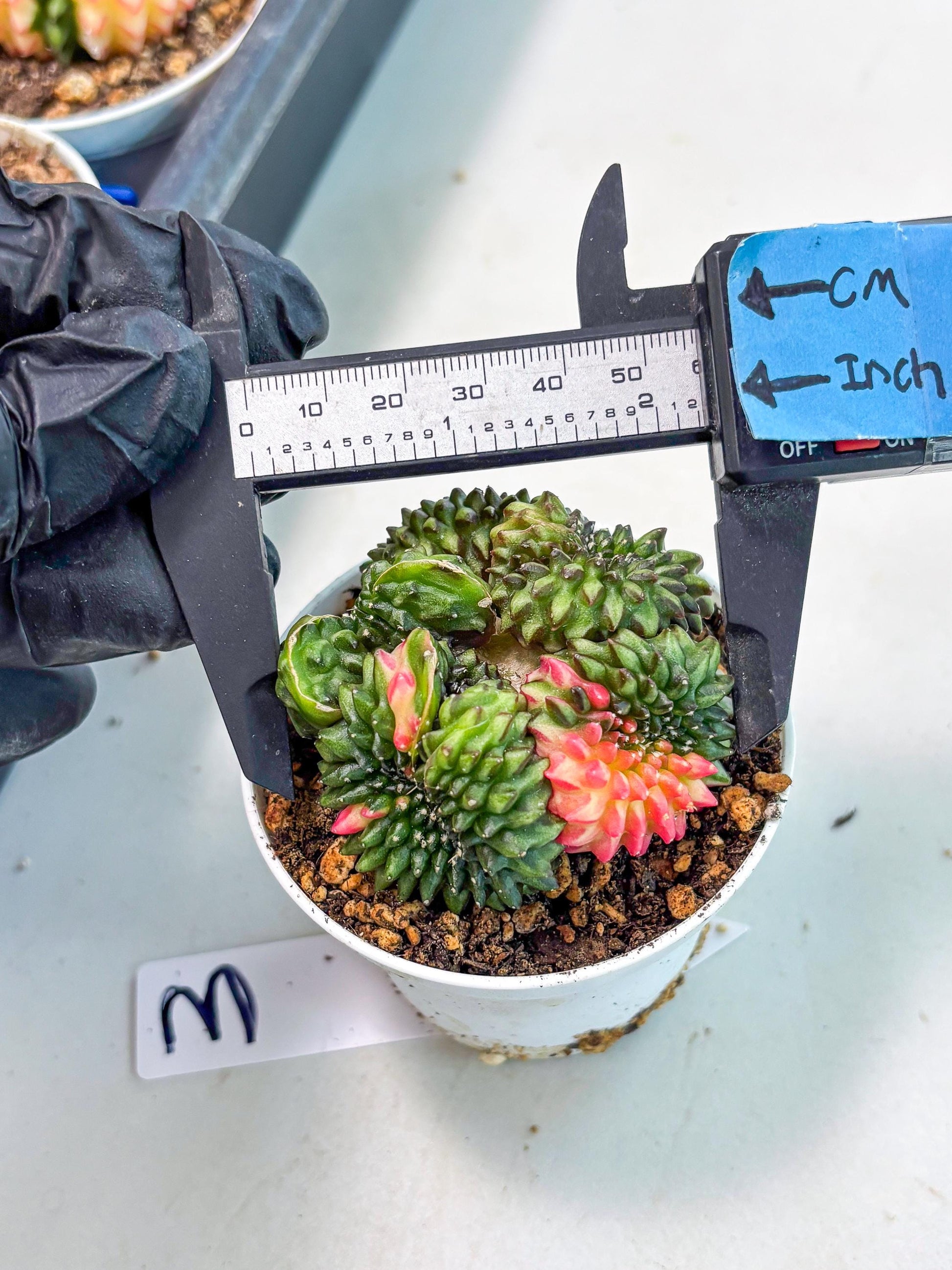 Gymnocalycium Inermis Cristata (gy9) (g3) | For Advanced Grower!