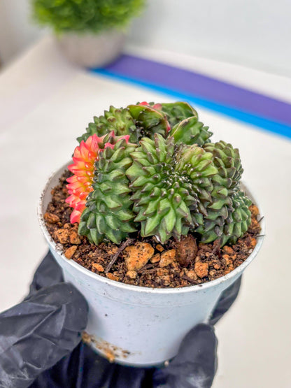 Gymnocalycium Inermis Cristata (gy9) (g3) | For Advanced Grower!