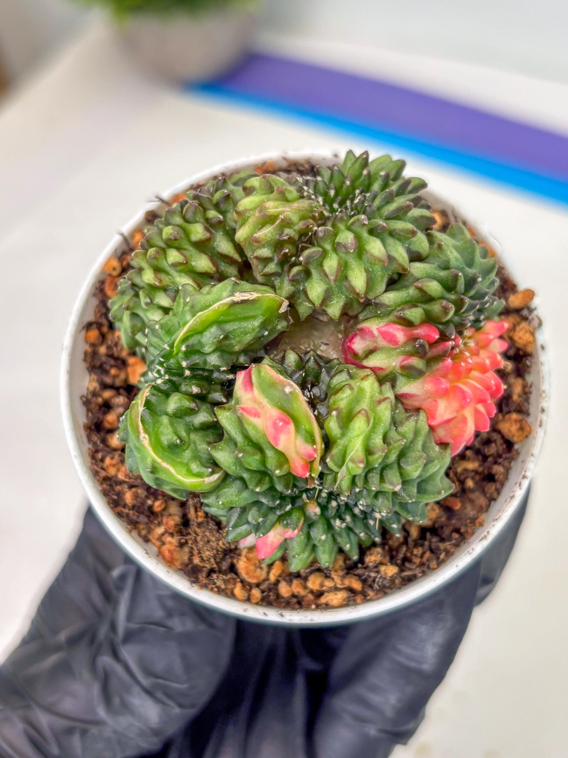 Gymnocalycium Inermis Cristata (gy9) (g3) | For Advanced Grower!
