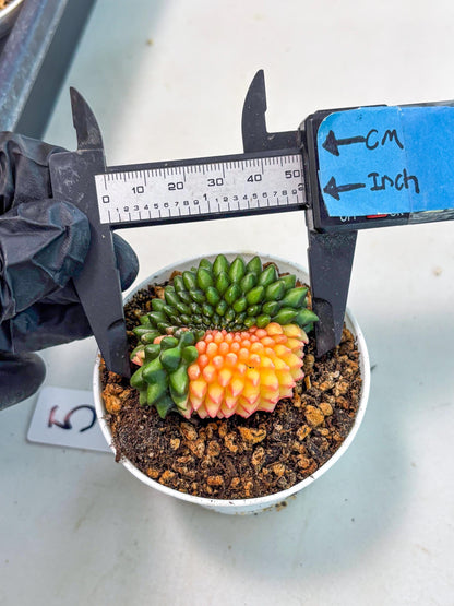 Gymnocalycium Inermis Cristata (gy9) (g5) | For Advanced Grower!