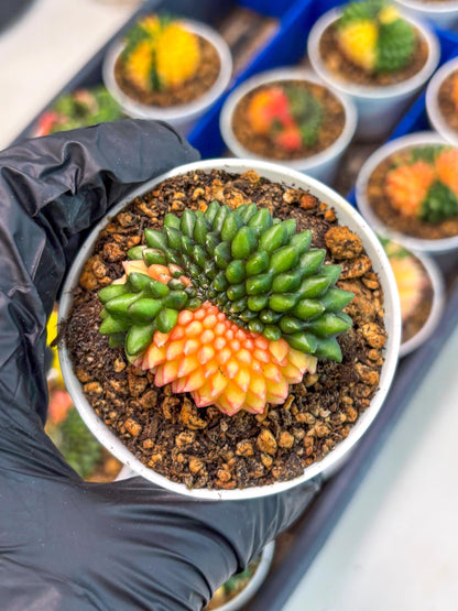 Gymnocalycium Inermis Cristata (gy9) (g5) | For Advanced Grower!