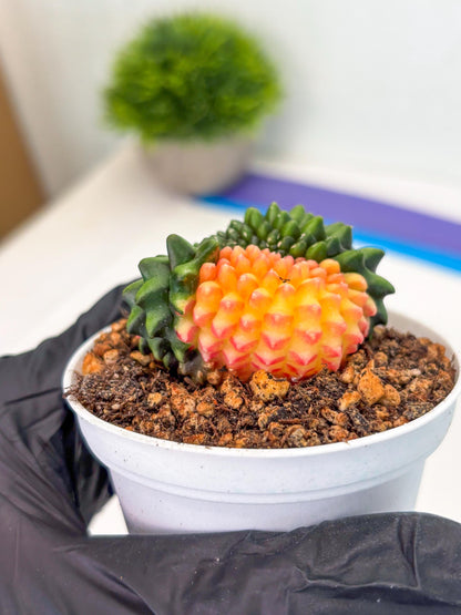 Gymnocalycium Inermis Cristata (gy9) (g5) | For Advanced Grower!