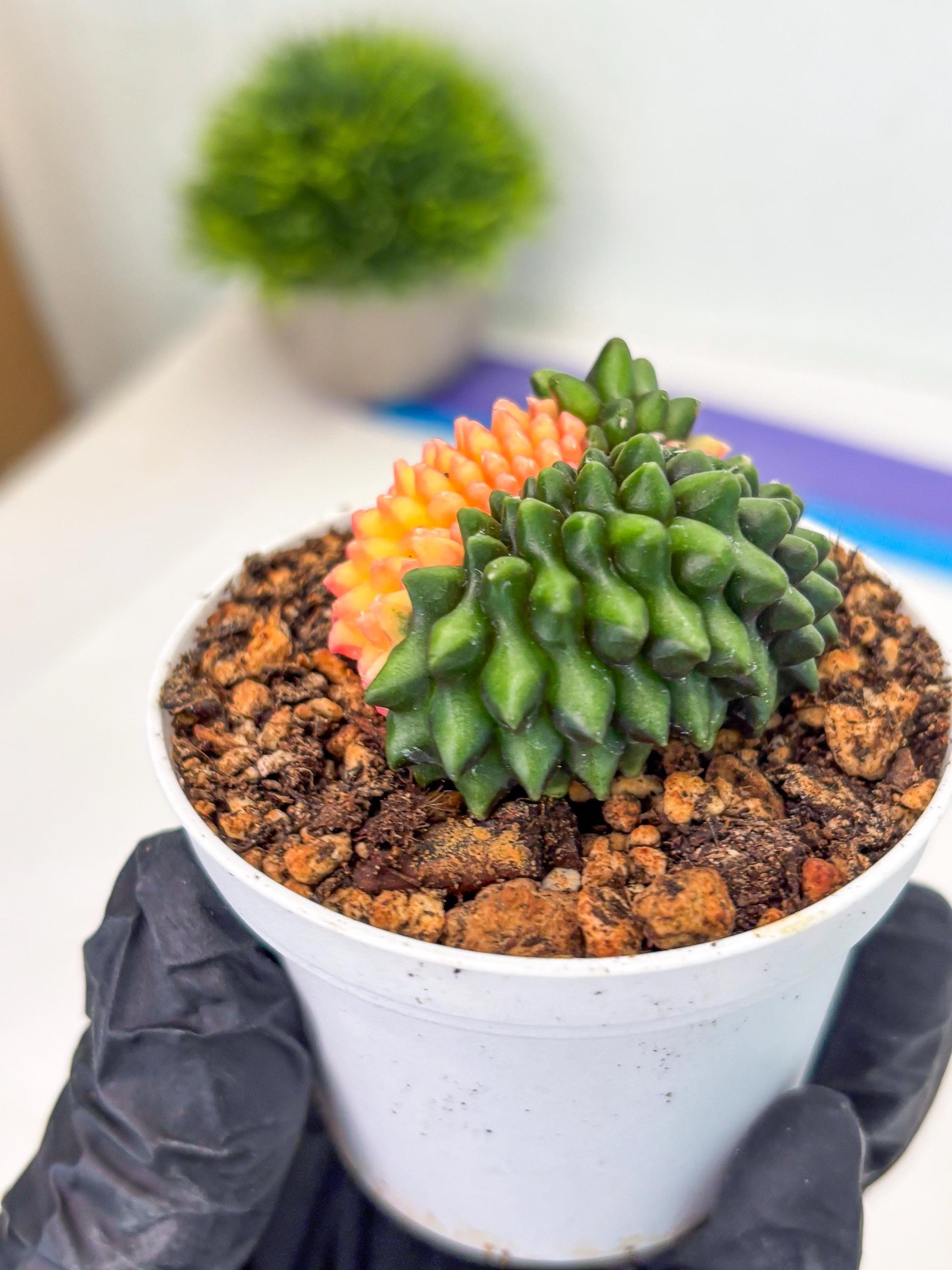 Gymnocalycium Inermis Cristata (gy9) (g5) | For Advanced Grower!