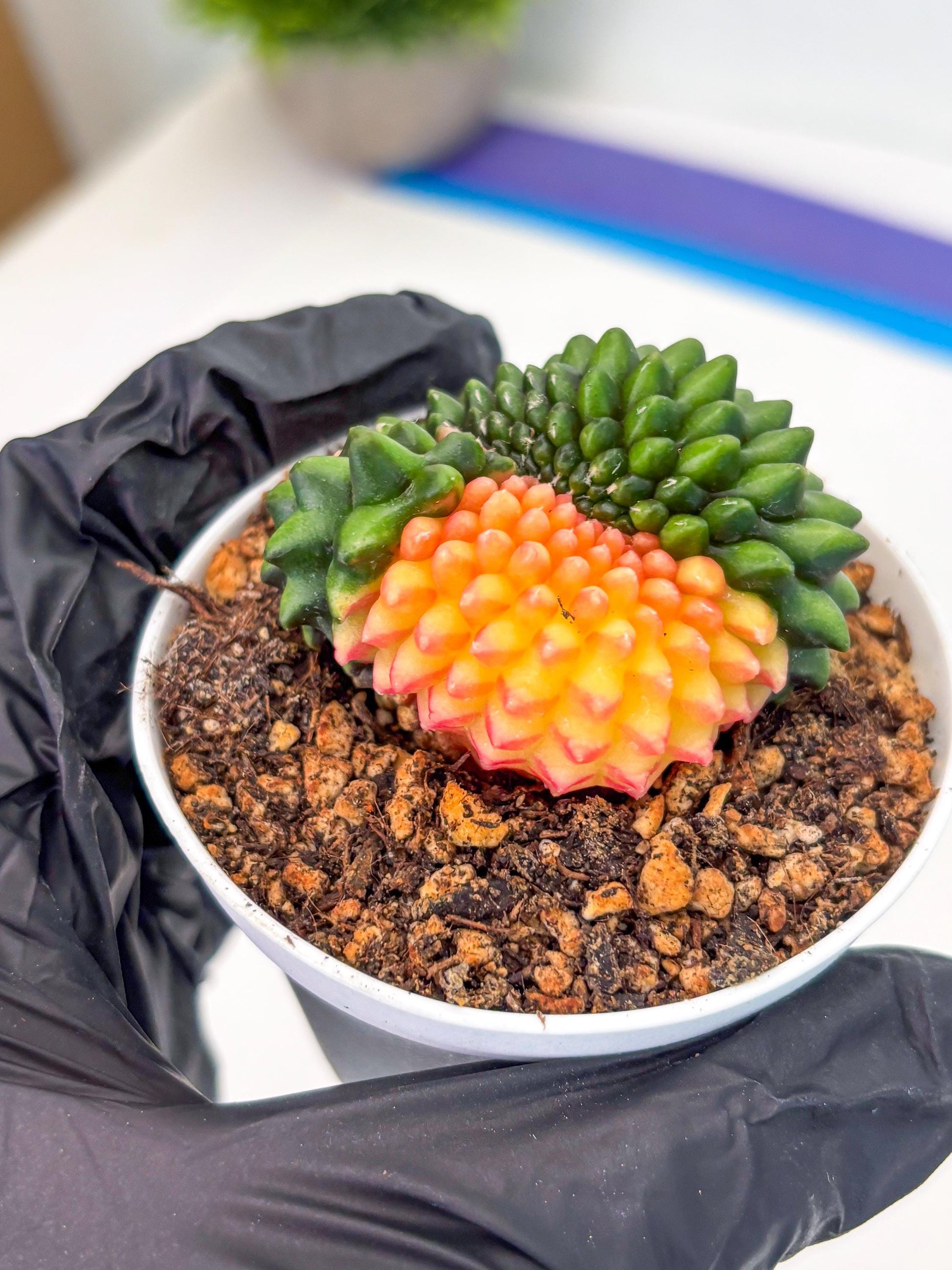 Gymnocalycium Inermis Cristata (gy9) (g5) | For Advanced Grower!