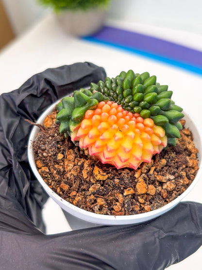 Gymnocalycium Inermis Cristata (gy9) (g5) | For Advanced Grower!