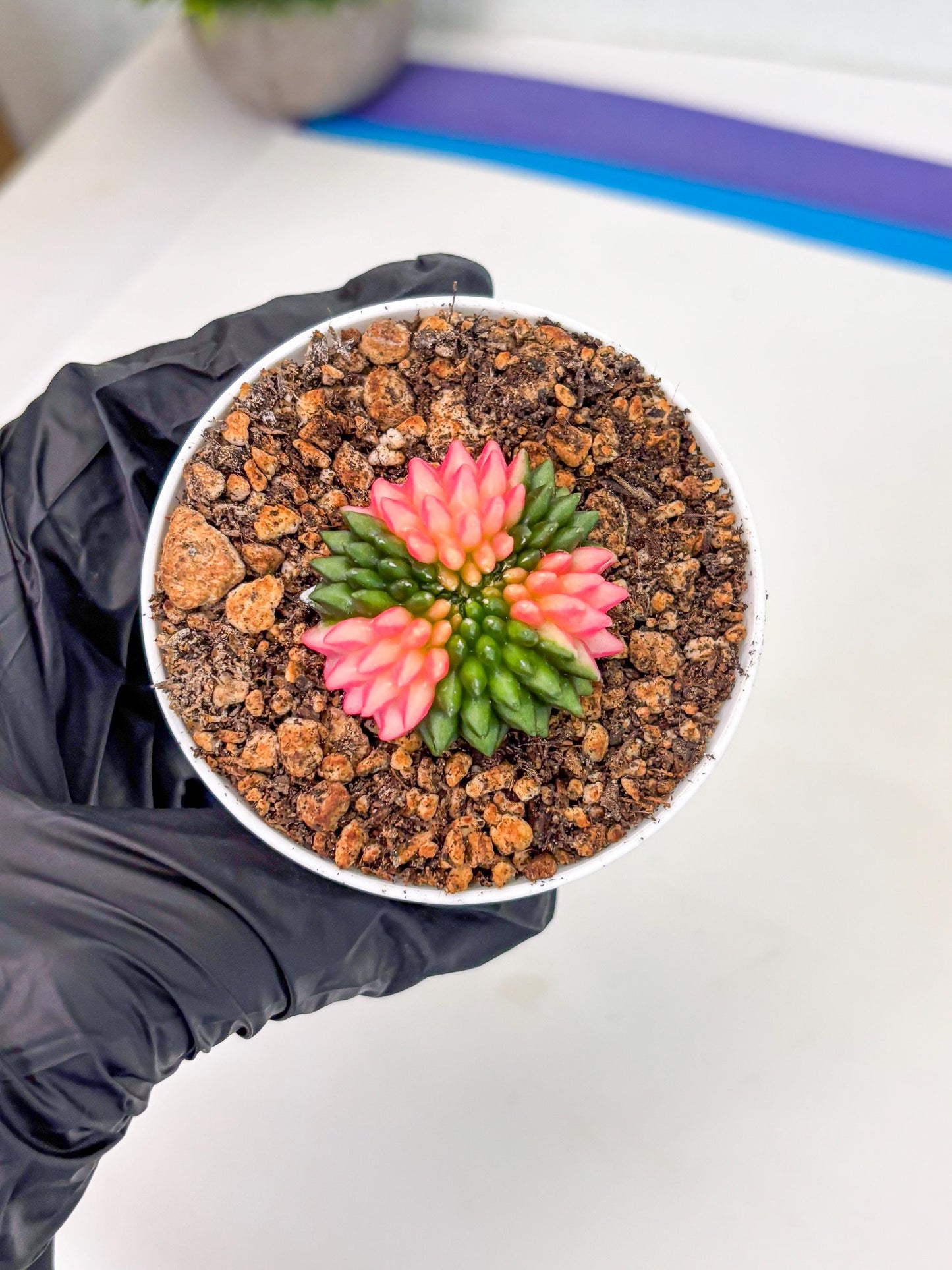 Starter Plants!! Gymnocalycium Inermis Cristata | (gy10) (b1)