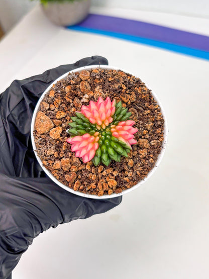 Starter Plants!! Gymnocalycium Inermis Cristata | (gy10) (b1)