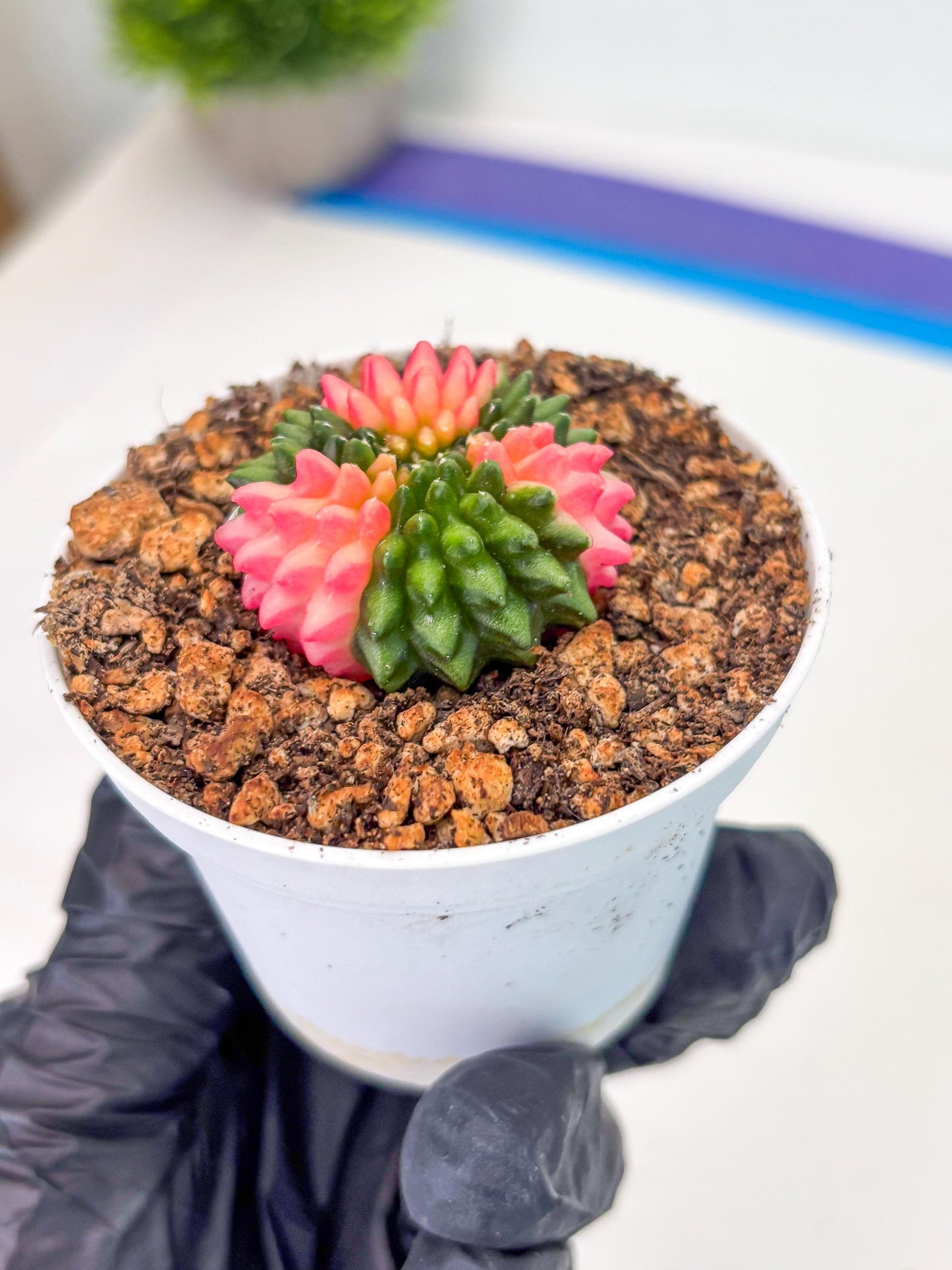 Starter Plants!! Gymnocalycium Inermis Cristata | (gy10) (b1)