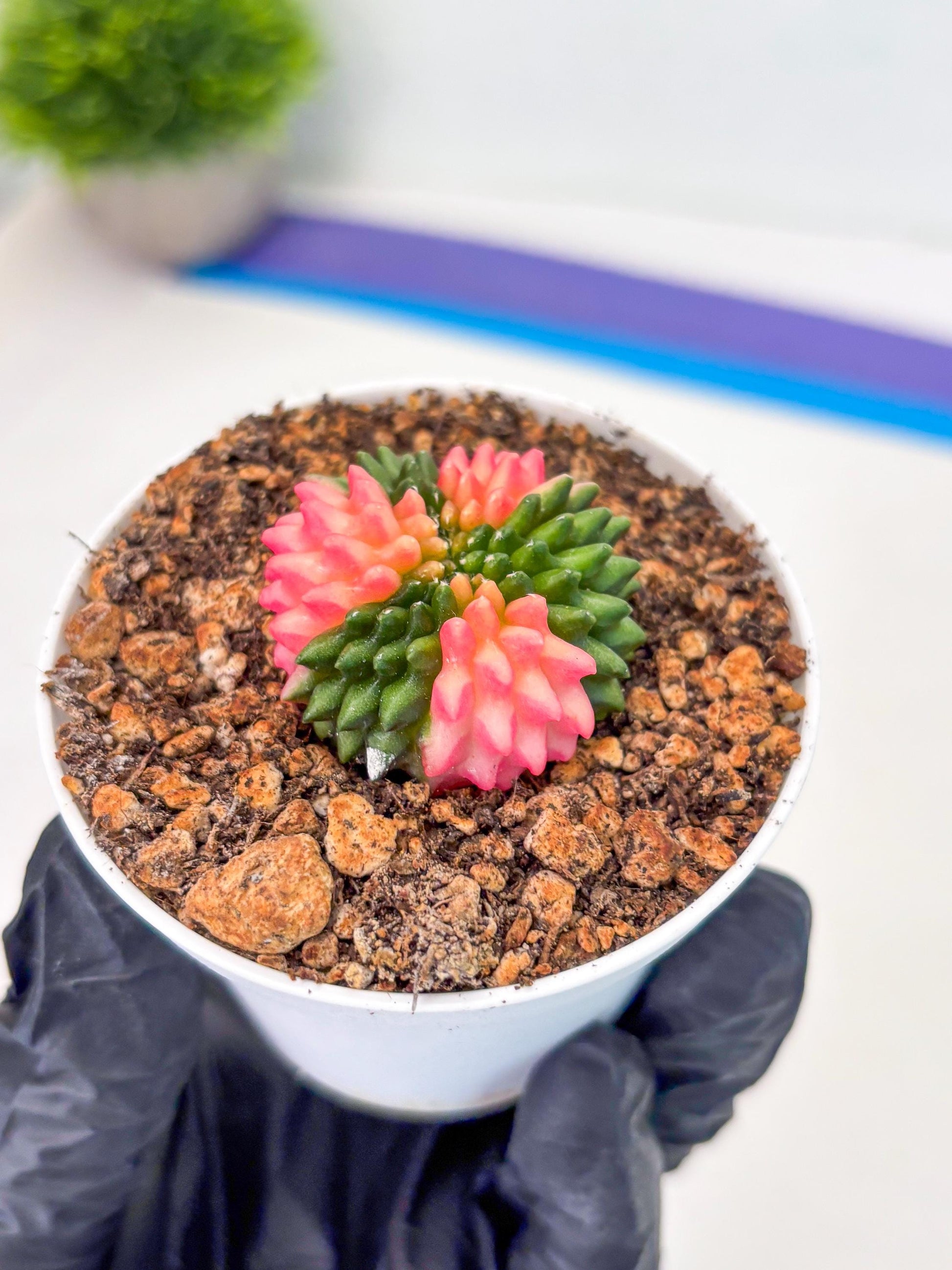 Starter Plants!! Gymnocalycium Inermis Cristata | (gy10) (b1)