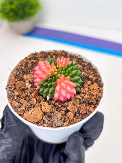 Starter Plants!! Gymnocalycium Inermis Cristata | (gy10) (b1)
