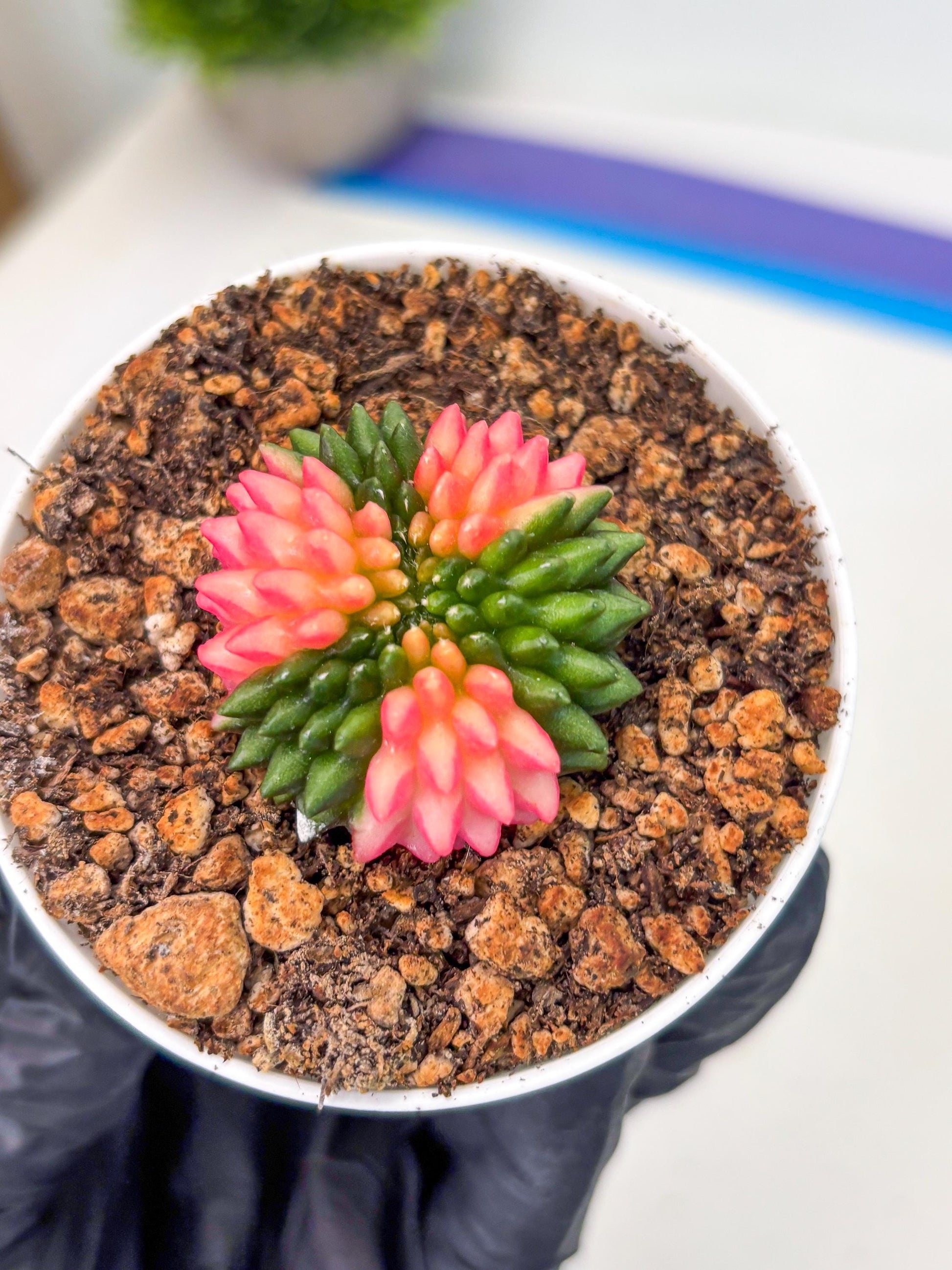Starter Plants!! Gymnocalycium Inermis Cristata | (gy10) (b1)