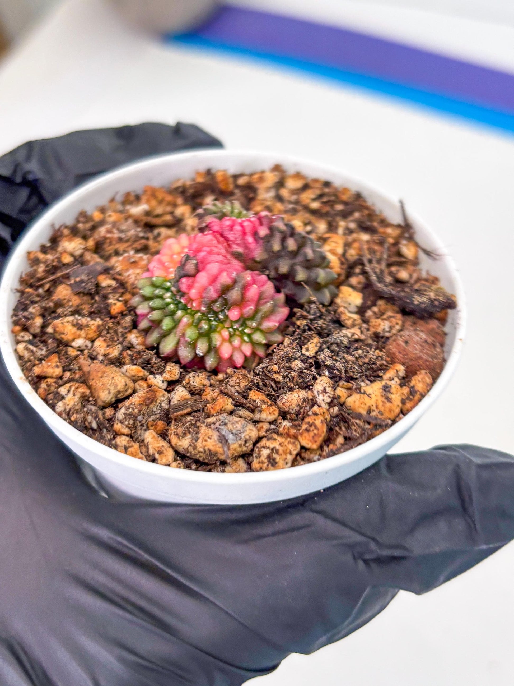 Starter Plants!! Gymnocalycium Inermis Cristata | (gy10) (b2)