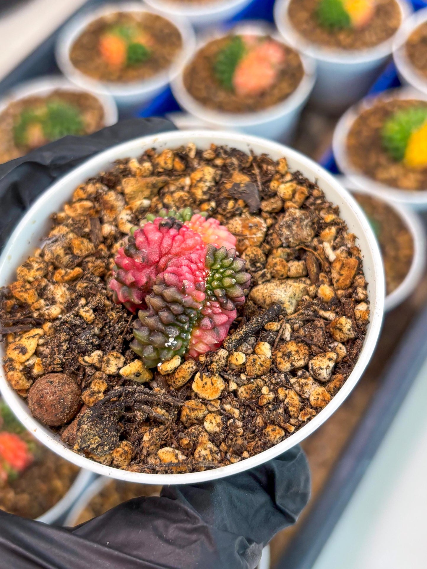 Starter Plants!! Gymnocalycium Inermis Cristata | (gy10) (b2)